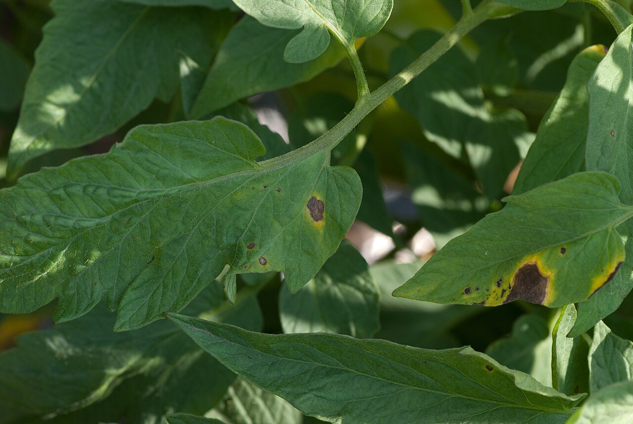 Diseased tomato leaf