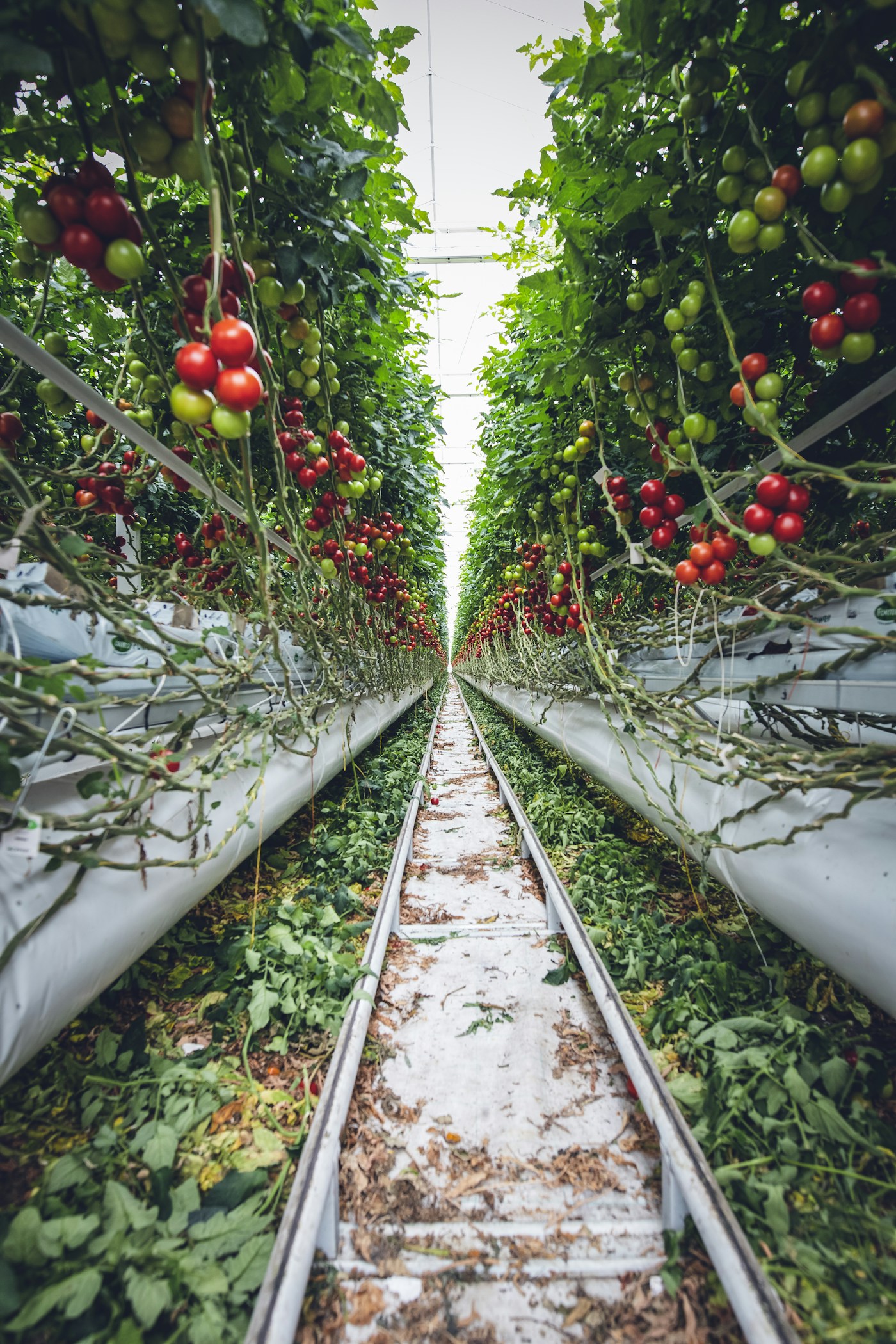 Greenhouse aisle