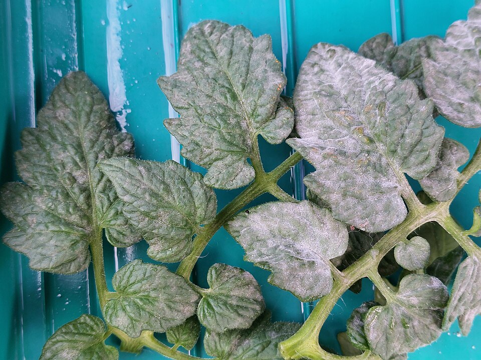 Tomato leaves with powdery mildew
