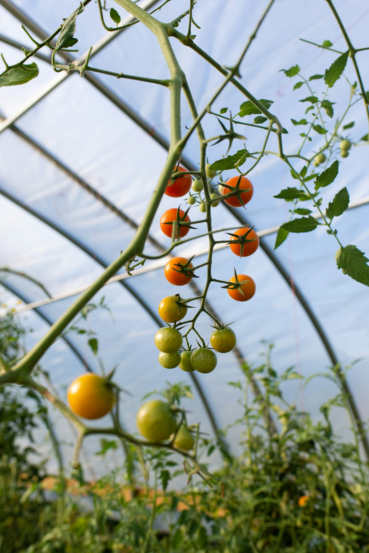 Ripe tomatoes on the vine