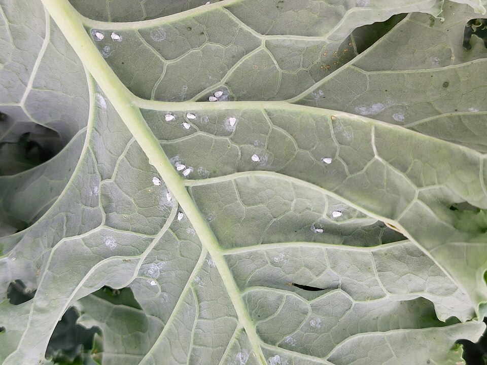 Whitefly on leaf underside